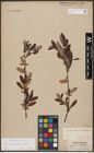 Foto von Salix aurita L. x Salix phylicifolia L.